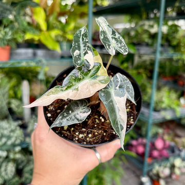 Alocasia bambino pink variegated - 4