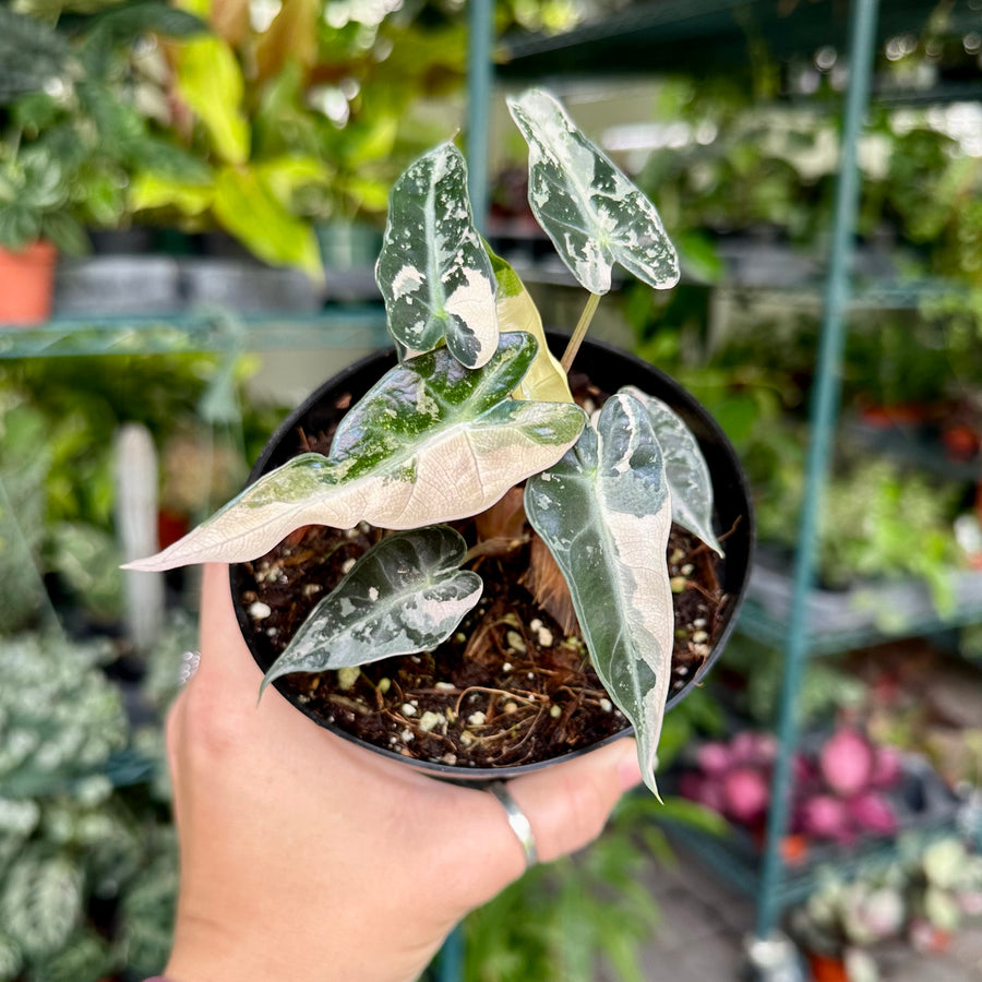 Alocasia bambino pink variegated - 4