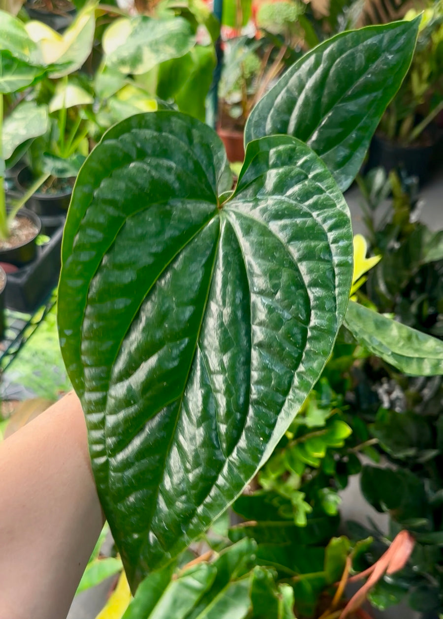 Anthurium luxurians - 4