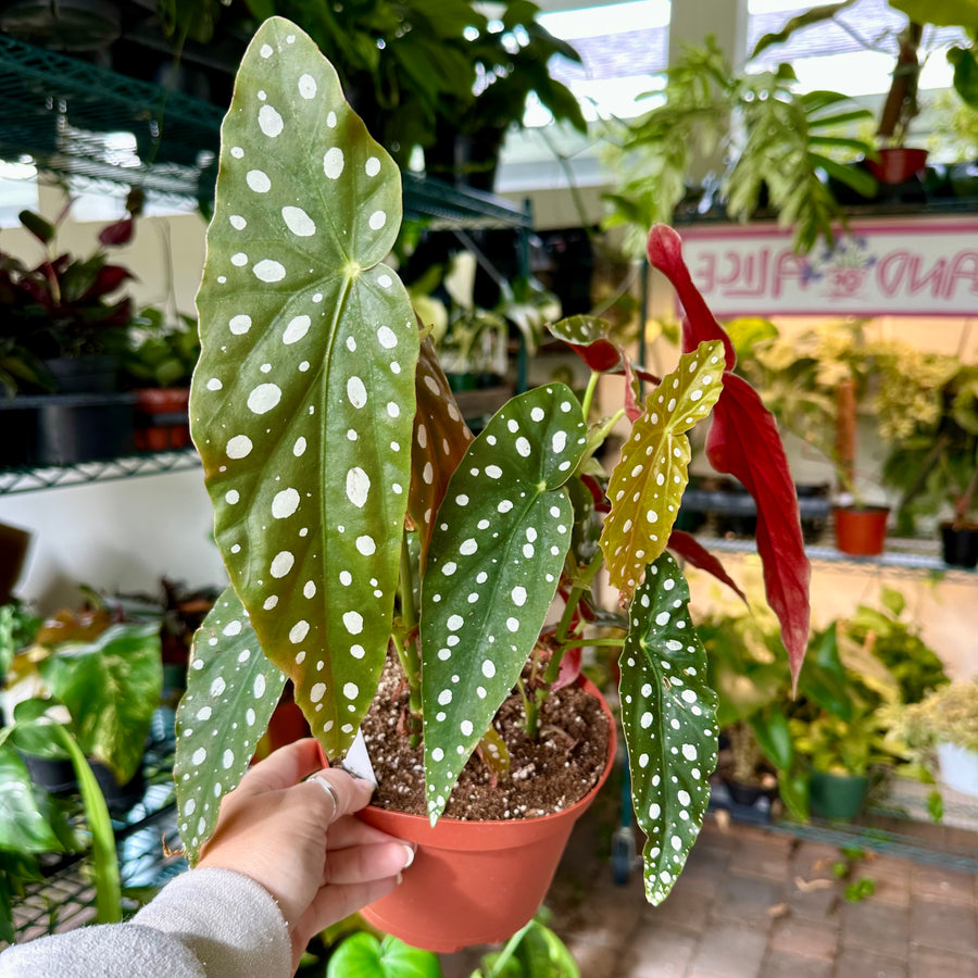 6” Angel Wing Begonia maculata - polka dot begonia