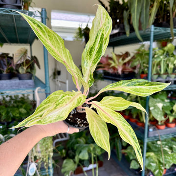 4” Aglaonema white panama