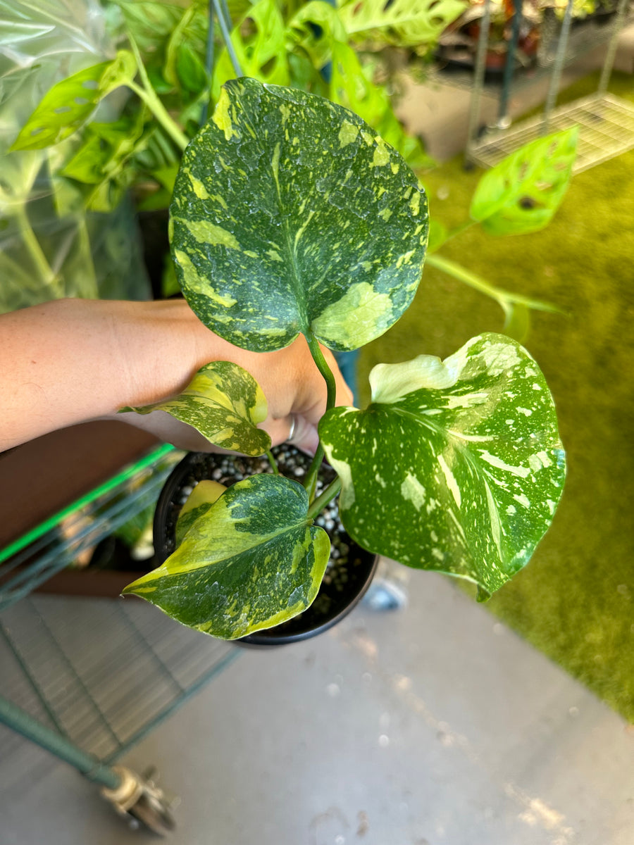 Monstera electrolyte - 4” pot – Land of Alice