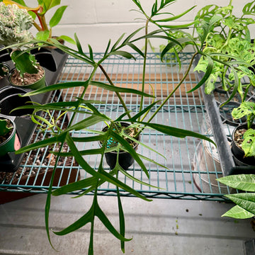 4” Philodendron polypodioides