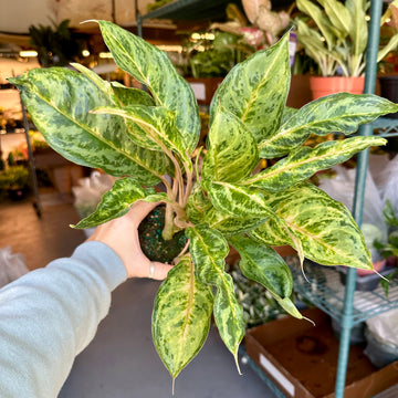 4” Aglaonema chet petch