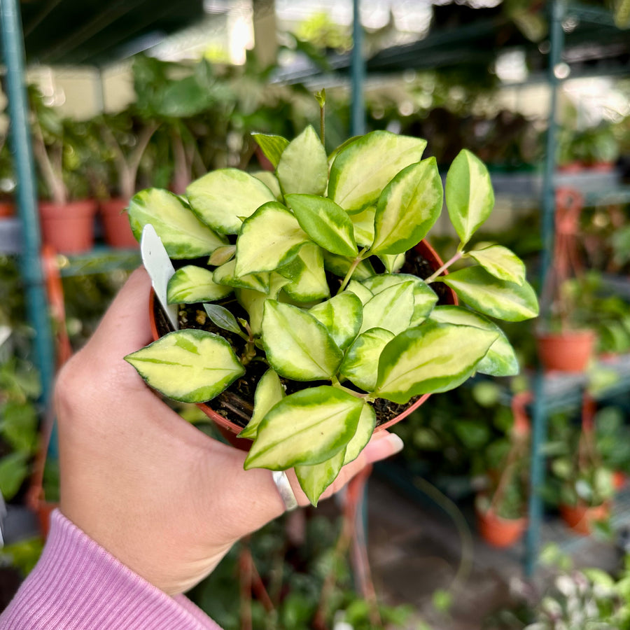 4” Hoya heuschkeliana variegata