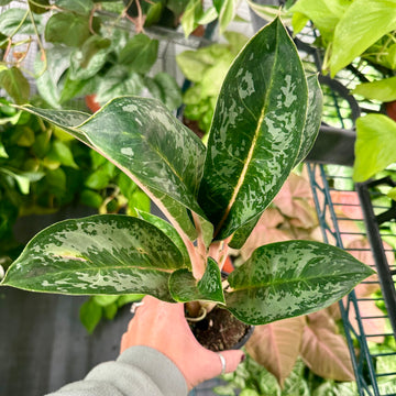 4” Aglaonema Indian Queen