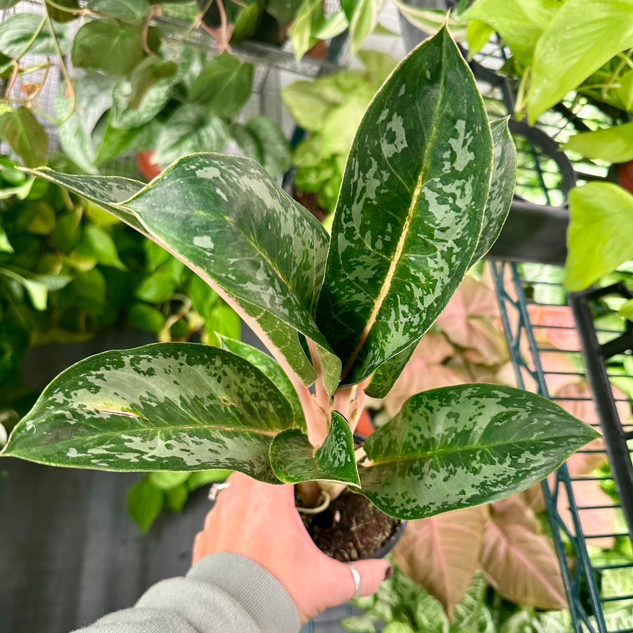 4” Aglaonema Indian Queen