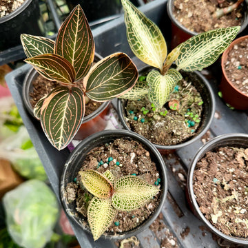 Jewel Orchid Bundle