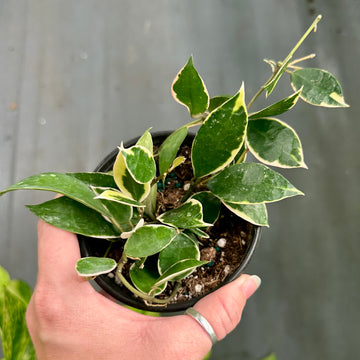 4” Hoya heuschkeliana albo marginata