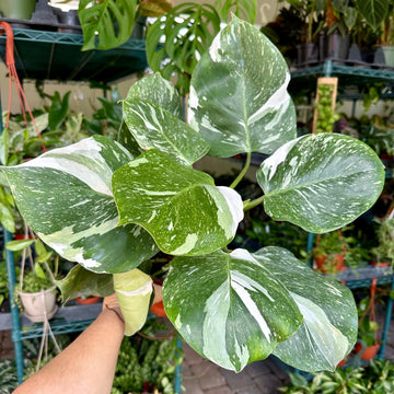 6” Philodendron white wizard without moss pole