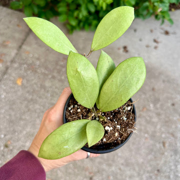 Hoya erythrostemma silver - 4