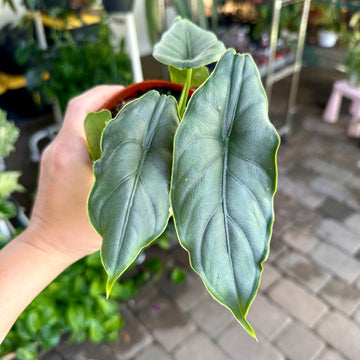Alocasia Puncakbomeensi - 4” pot