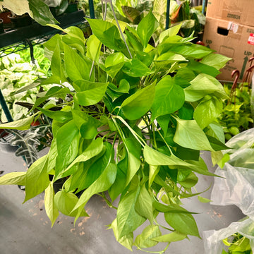 Neon Pothos - 8” pot - indoor, easy care, houseplant