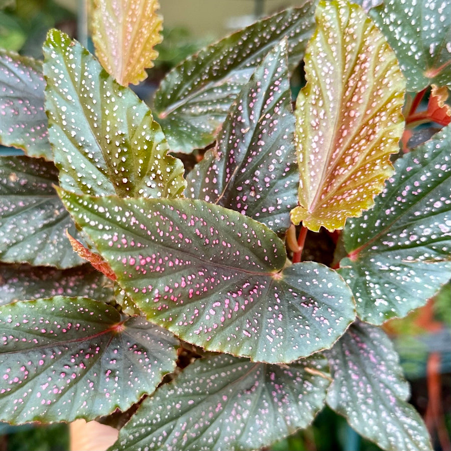6” Angel Wing Begonia pink maculata - Benito Pink