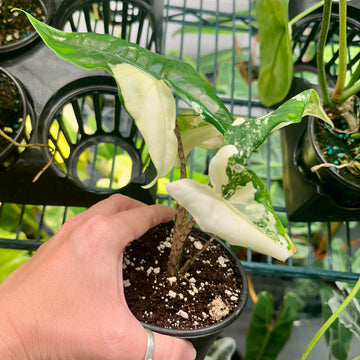 Alocasia ‘tigrina’ variegated