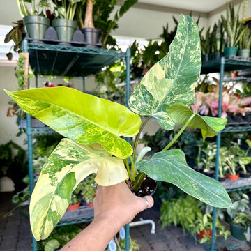 4” Philodendron Domesticum