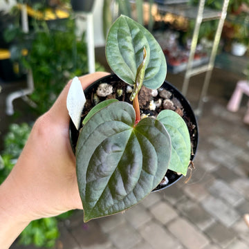 4” Anthurium dorayaki x luxurians