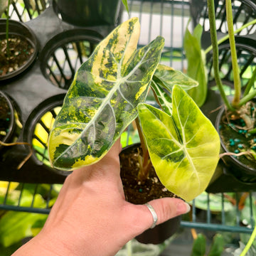 4” Alocasia watsoniana variegated