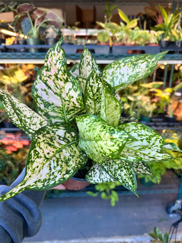 Land of Alice Houseplant Shop