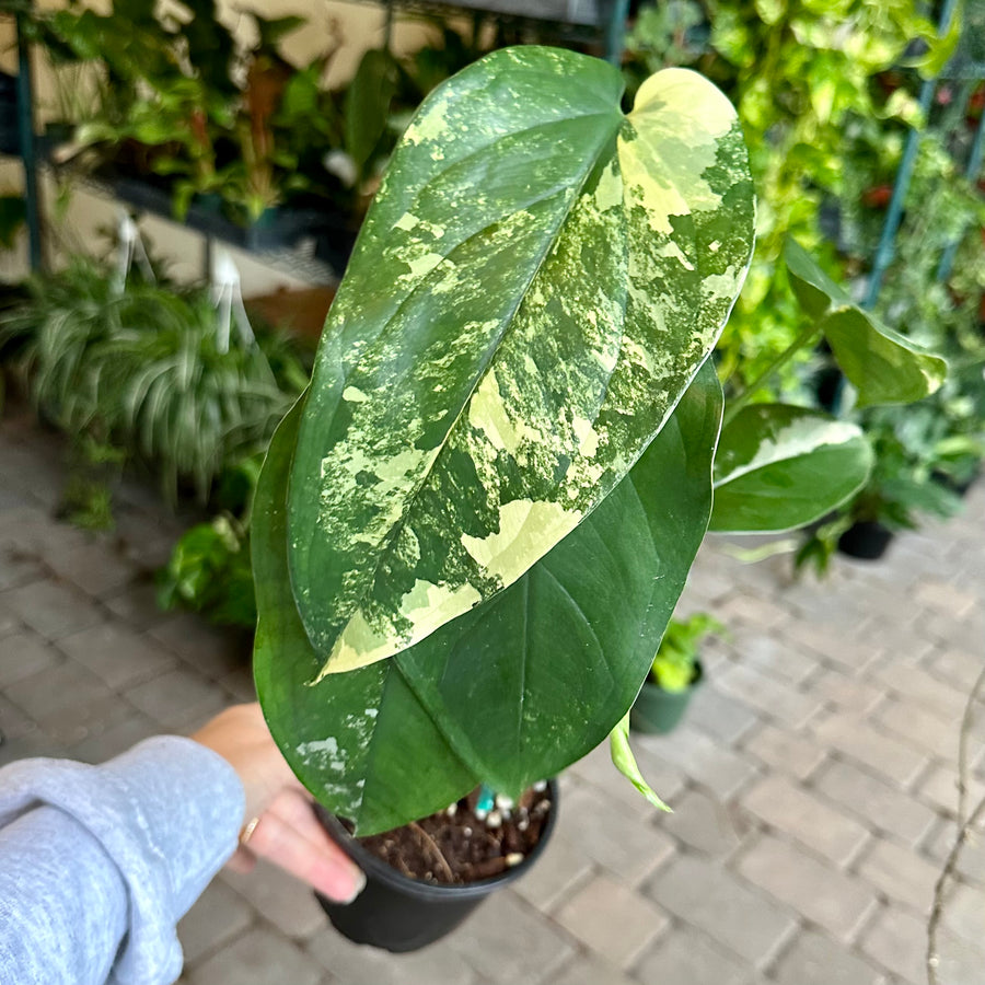 4” Syngonium Chiapense variegated