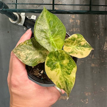Alocasia wentii variegated - 4” pot