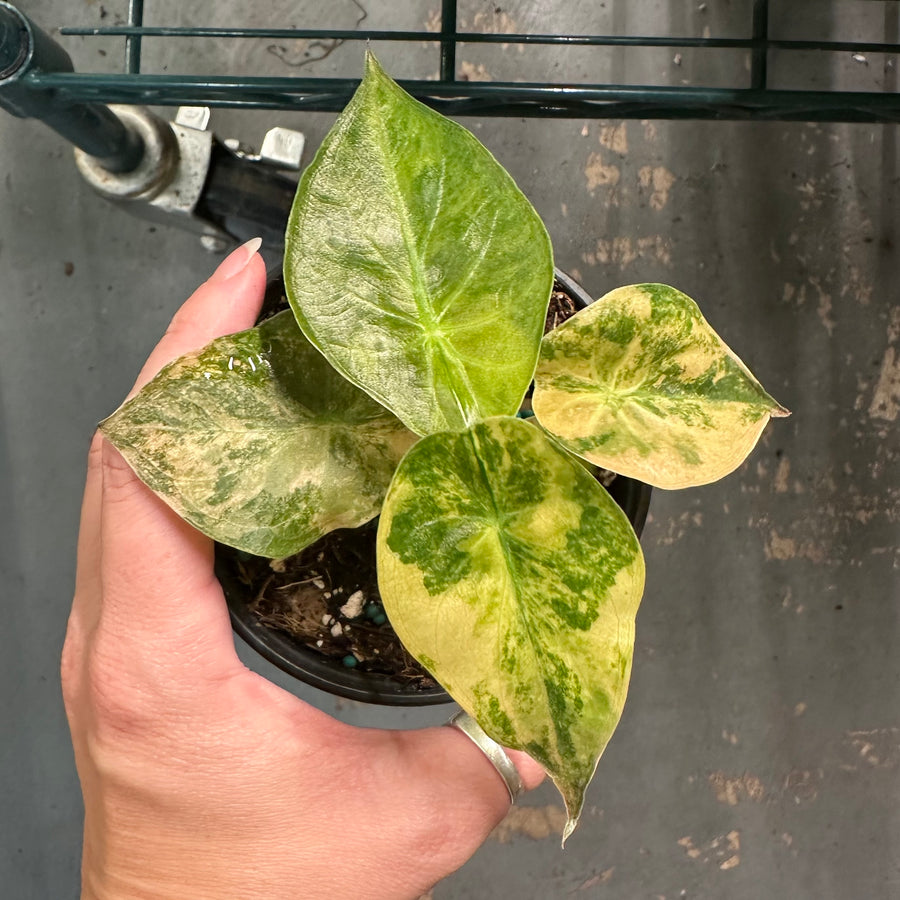 Alocasia wentii variegated - 4” pot
