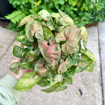 6” Syngonium Tiffany