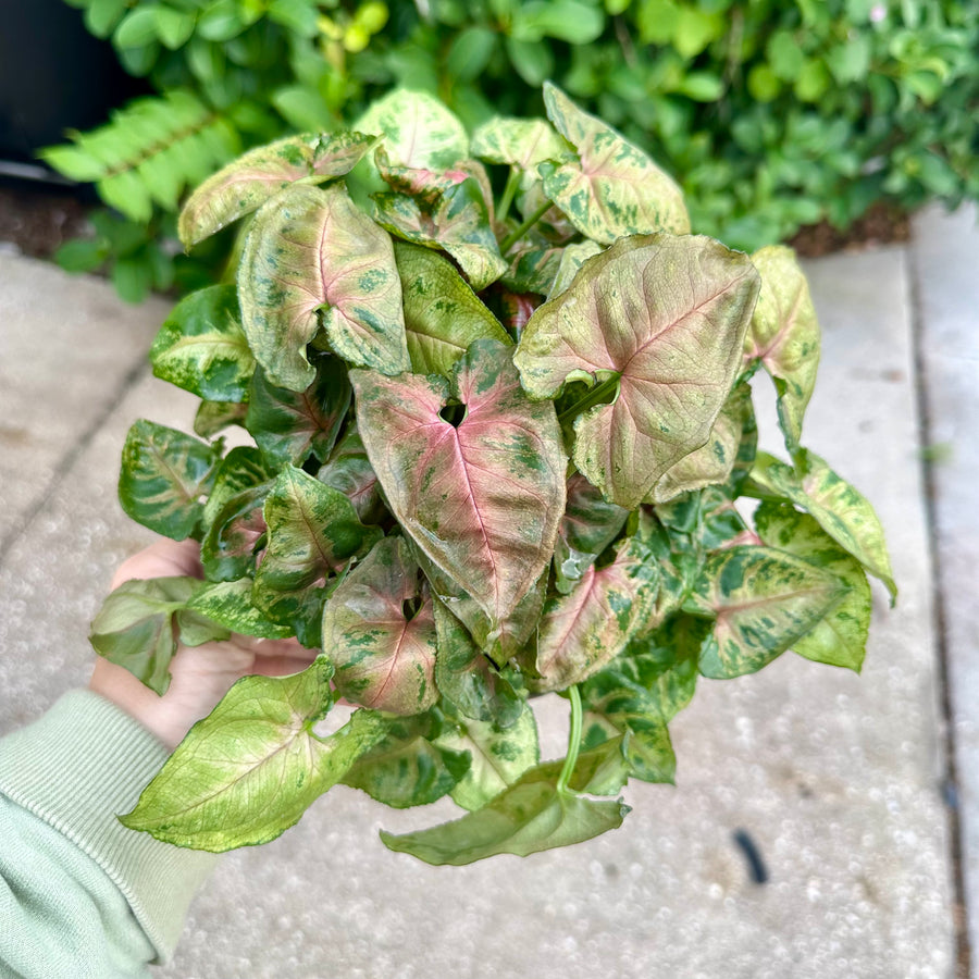 6” Syngonium Tiffany