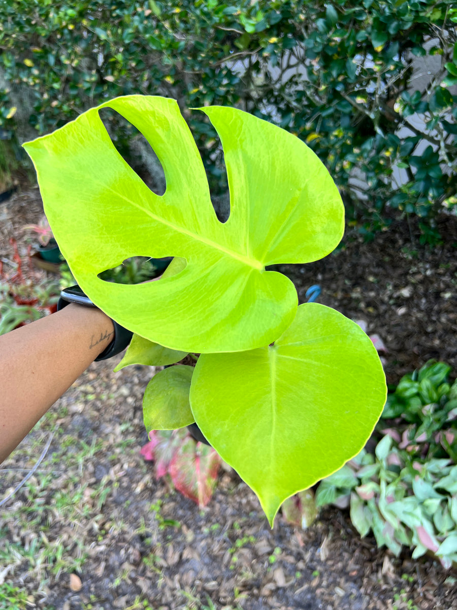 Monstera lemon lime / Monstera Golden - 6” pot – Land of Alice