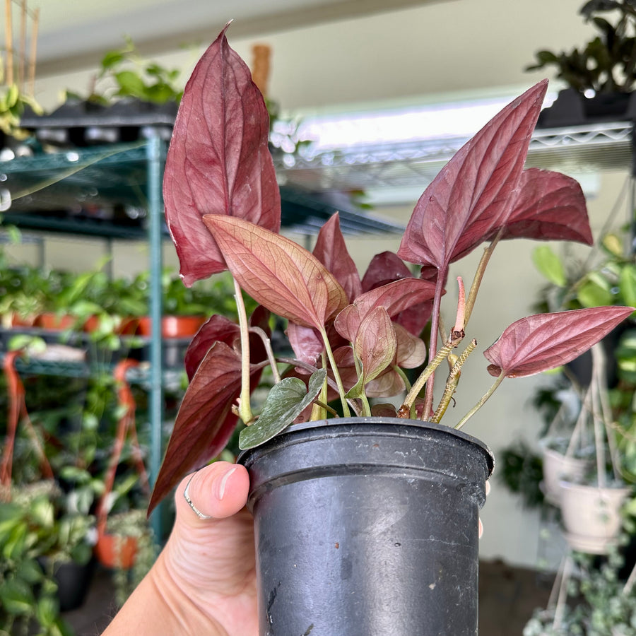 4” Syngonium red arrow