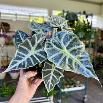 Alocasia Mandalay - 6” pot