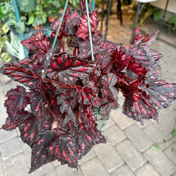 8” Begonia Harmony’s Red Hots