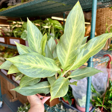 6” Aglaonema ghost / ghost frosted