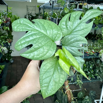 4” Amydrium medium silver