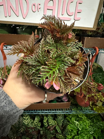 4” Begonia bipinnatifida