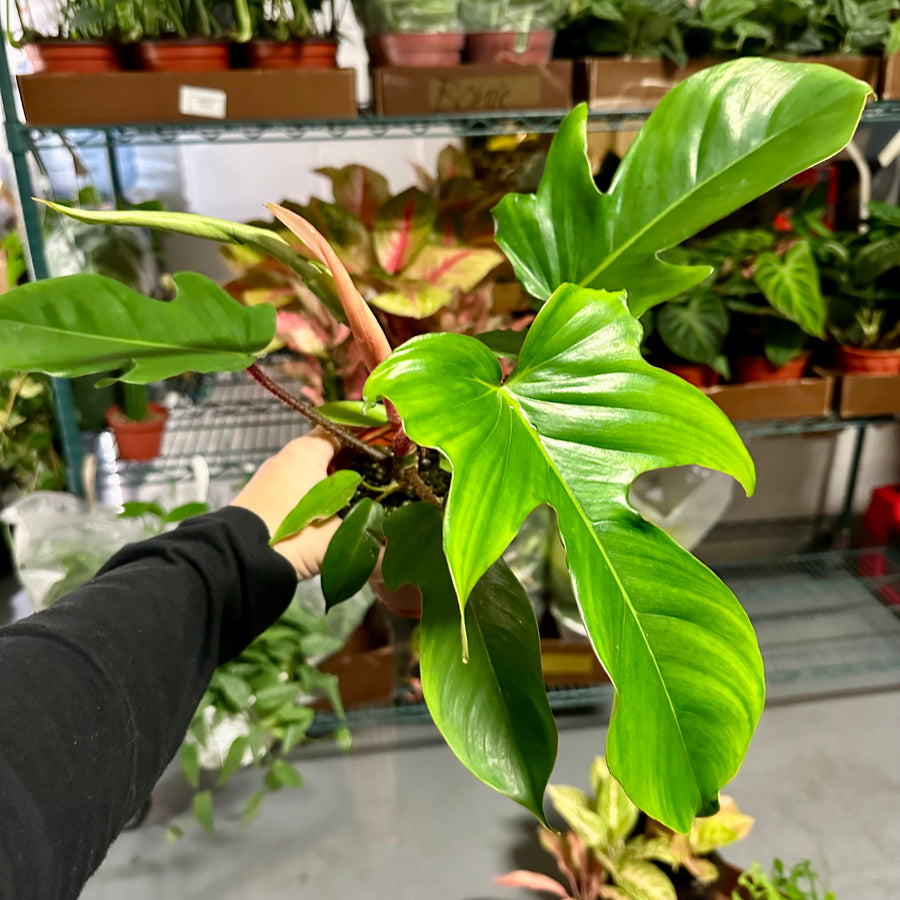 Philodendron squamiferum XL - fuzzy red stems - 8” pot