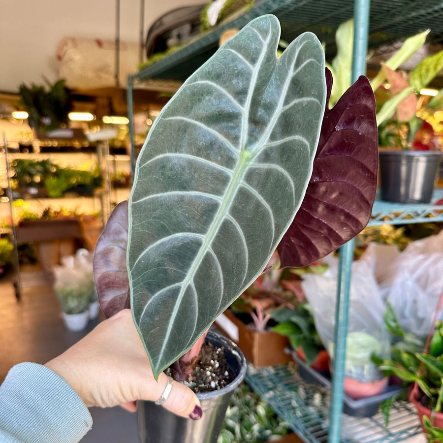 4” Alocasia sendenii