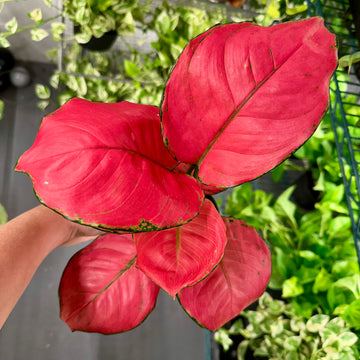 4” Aglaonema super pink