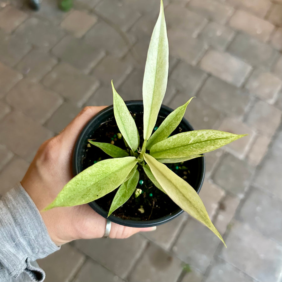 Philodendron ring of fire mint - 4” pot