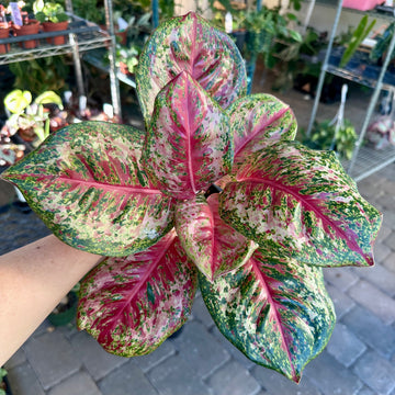 4” Aglaonema platinum karat