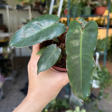 4” Philodendron dark / black 'Billietiae'