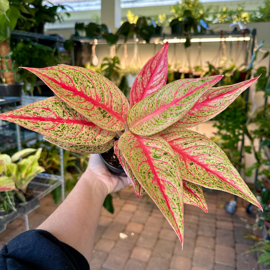 4” Aglaonema red legacy