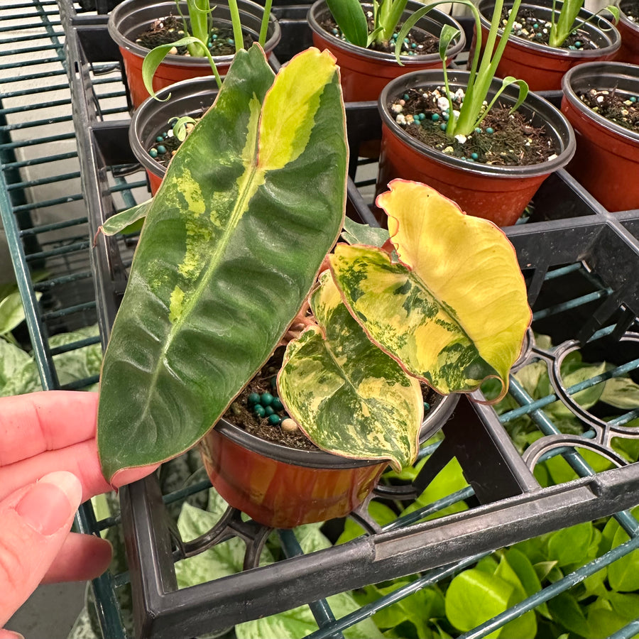 3.5” Philodendron 'Billietiae' variegated