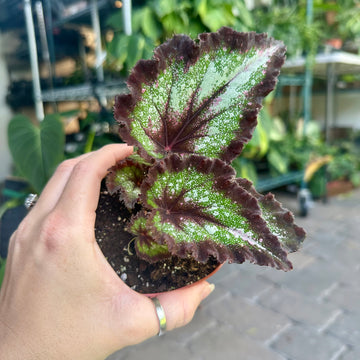 4” Begonia Harmony’s later gator