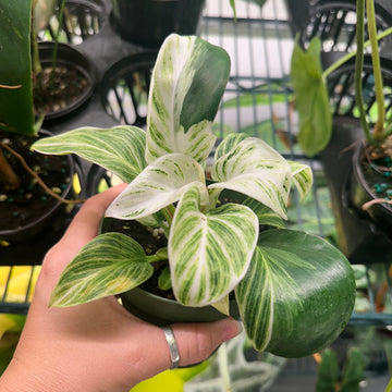4” Philodendron Birkin galaxy