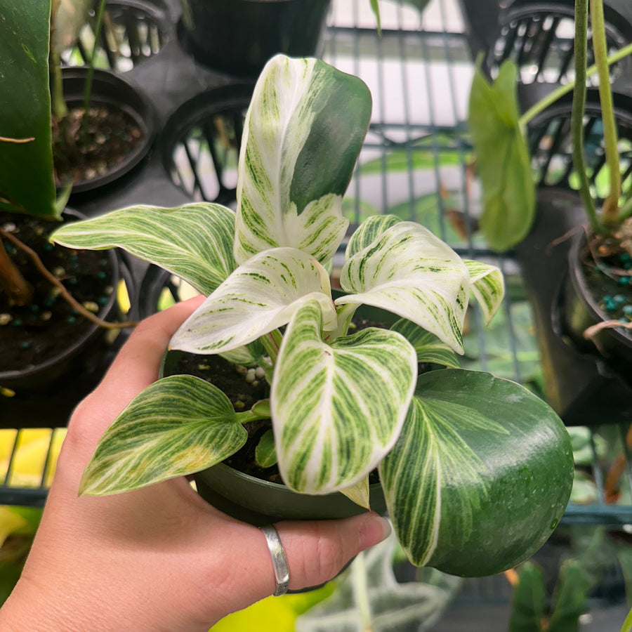 4” Philodendron Birkin galaxy