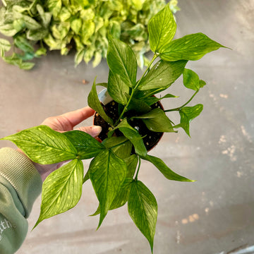 Hoya polyneura - 4” pot