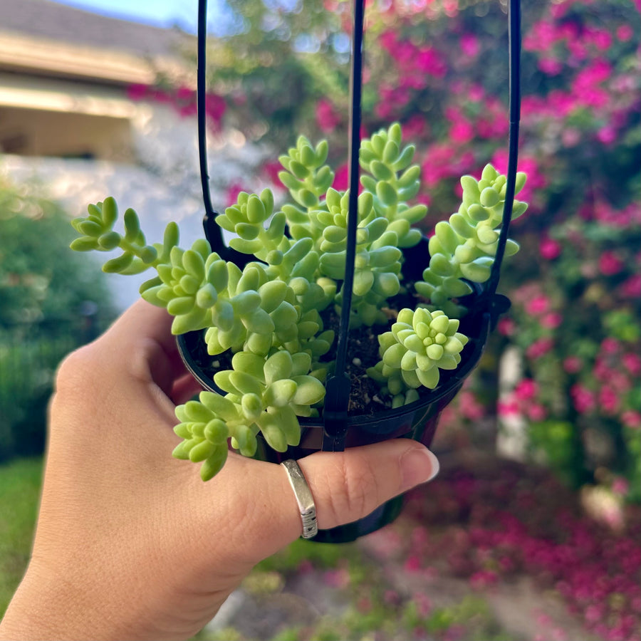 4” Burros Tail