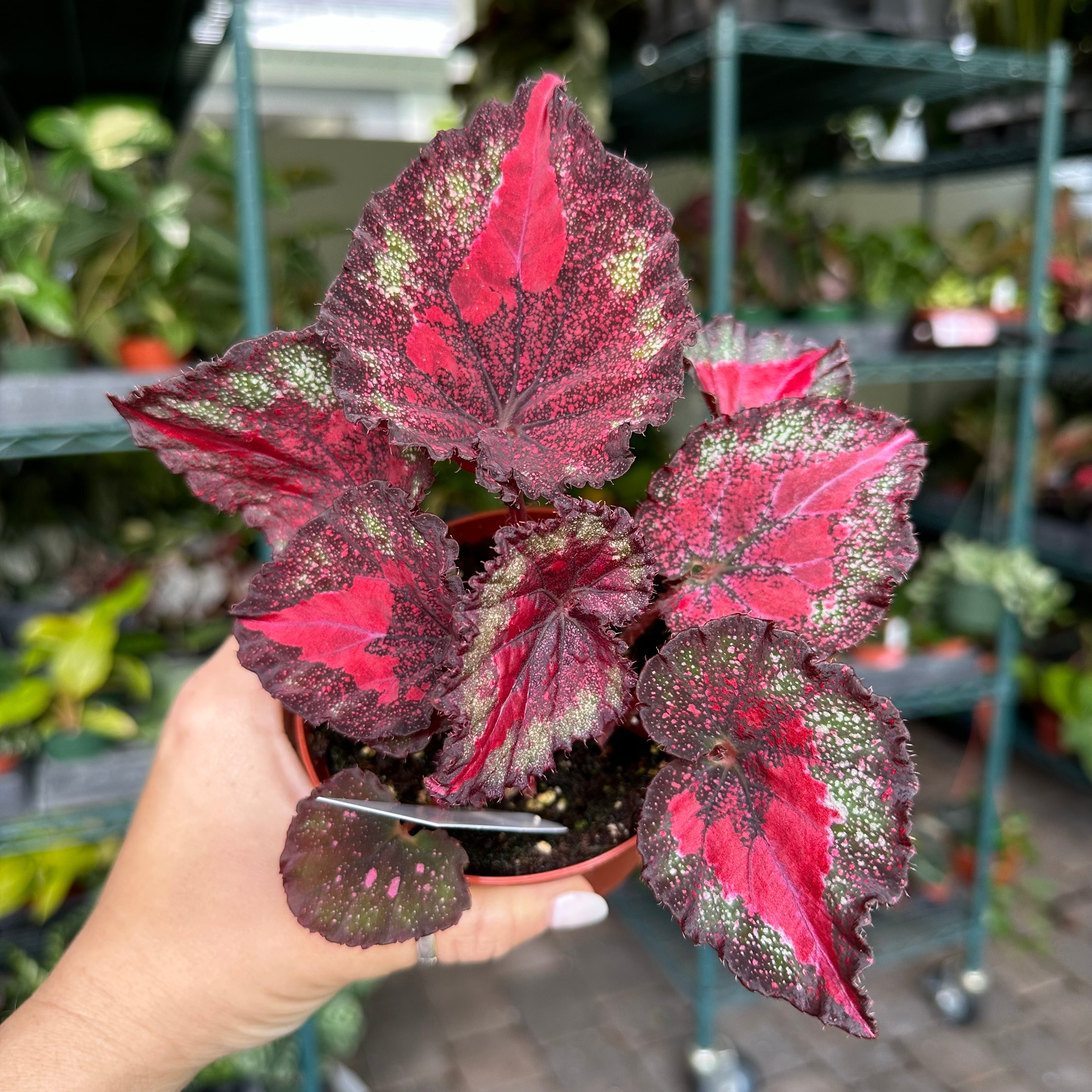 4” Begonia Harmony’s true love – Land of Alice
