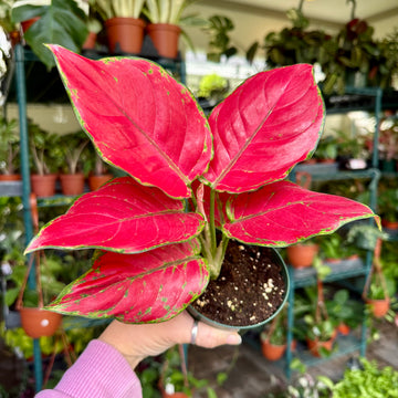 4” Aglaonema super red